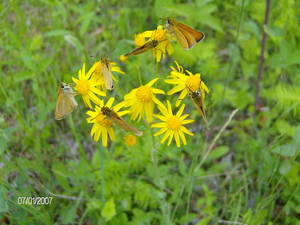 Yellow Flower