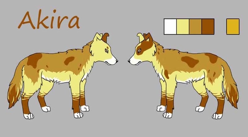 Akira - Ref Sheet