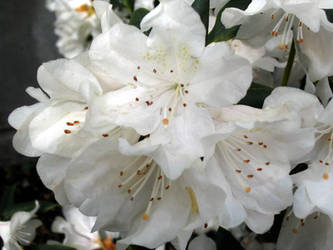 Azaleas closeup