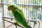 Alexandrine Parrot by AaryaStark