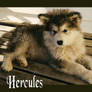 Hercules: Puppy Lay