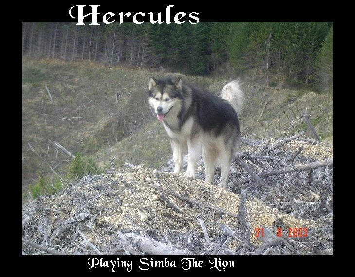 Hercules: Playing Simba by Arcticlightning on DeviantArt