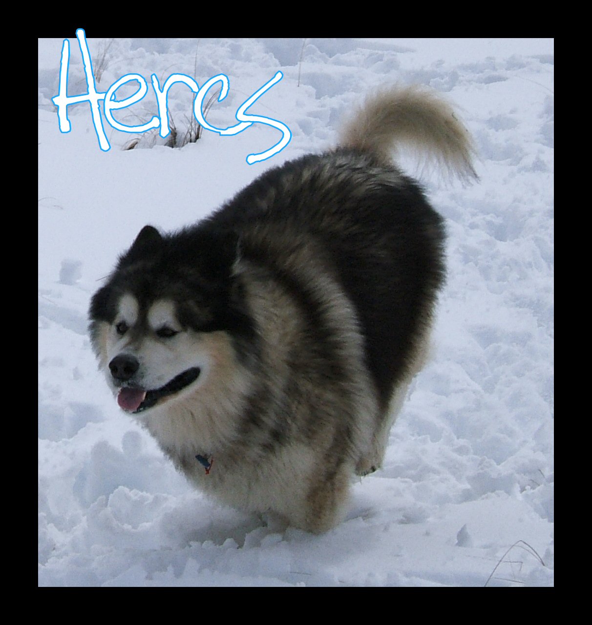 Hercules: Bounding thru snow