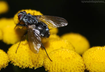 Fly Macro 2