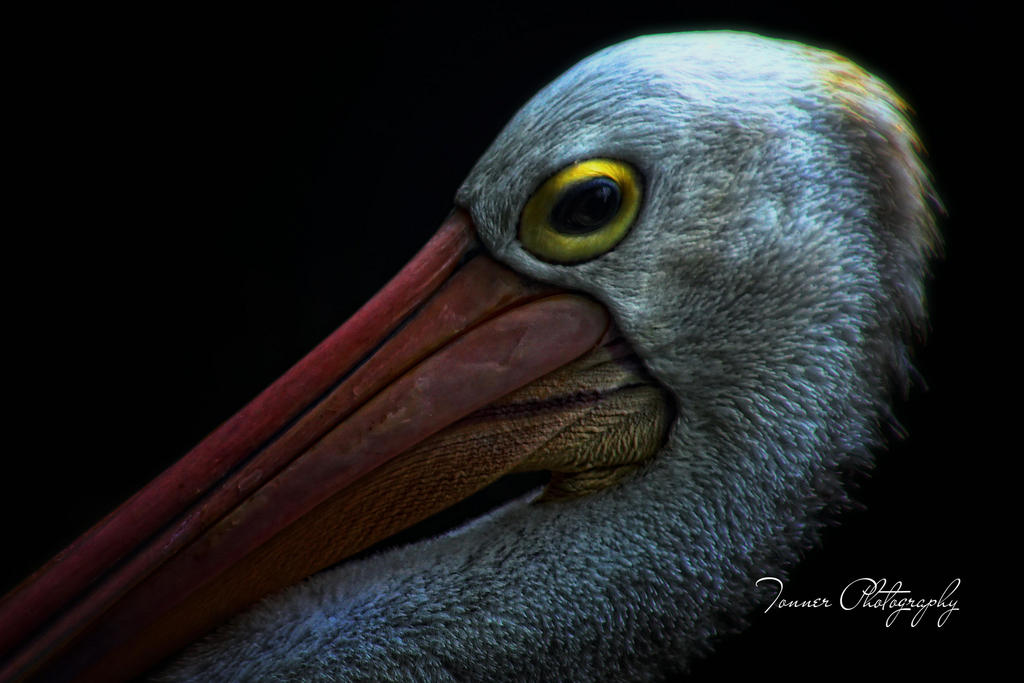 Pelican Detail