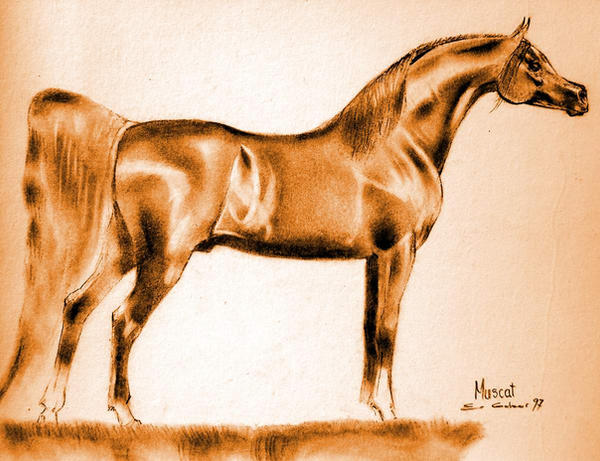 muscat,the great red horse