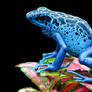 Dendrobates tinctorius azureus