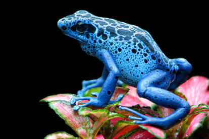 Dendrobates tinctorius azureus