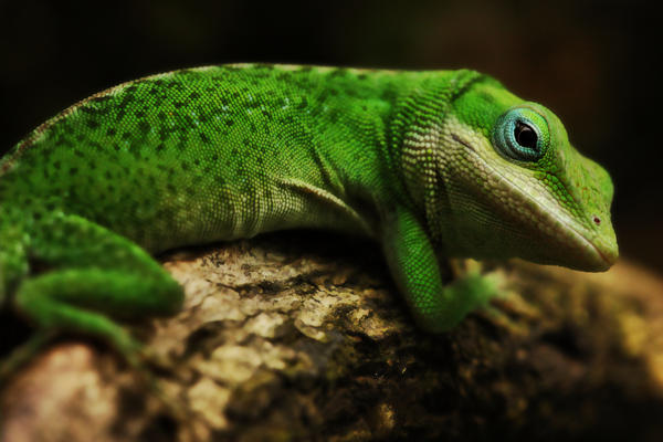 Carolina anole