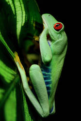 Red-eyed tree frog