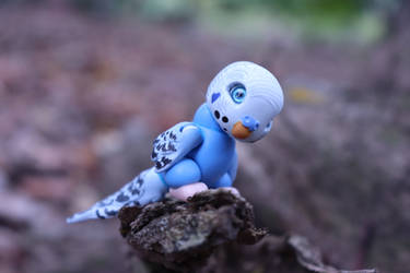 Cora, the blue budgie BJD