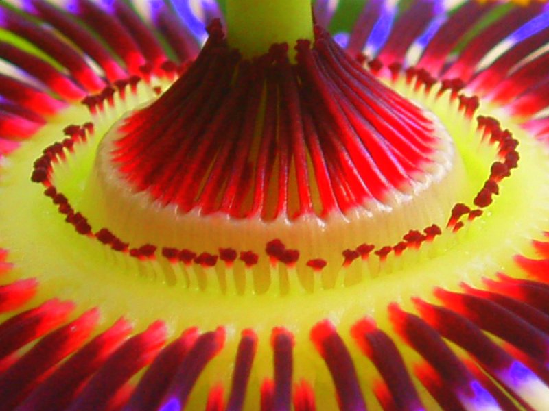 passion flower