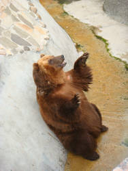 Brown Bear