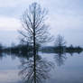 Water tree