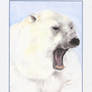 The polar Bear