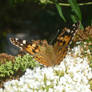 Nettle Butterfly II