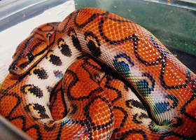 Brazilian Rainbow Boa