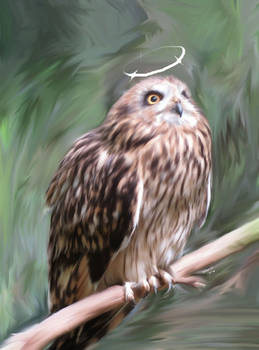 Gatekeeper Owl Oil 2020