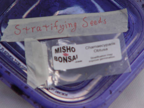 Stratifying Cypress Seeds