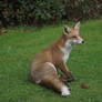 Sitting Fox