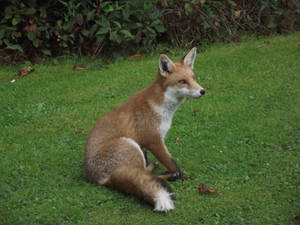 Sitting Fox