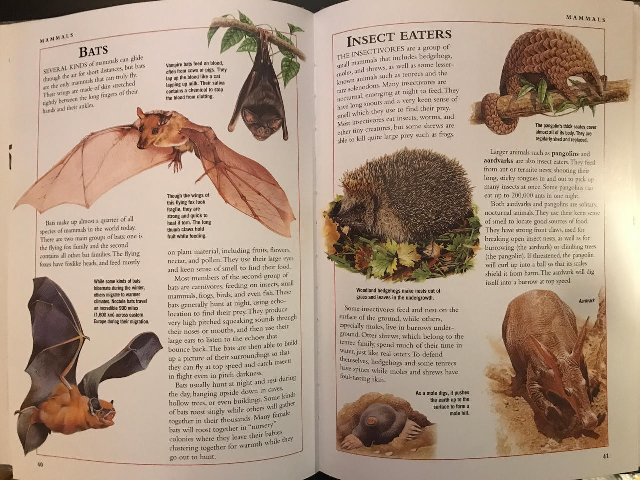Bat And Insect Bats and Insect Eaters by RowserlotStudios1993 on DeviantArt