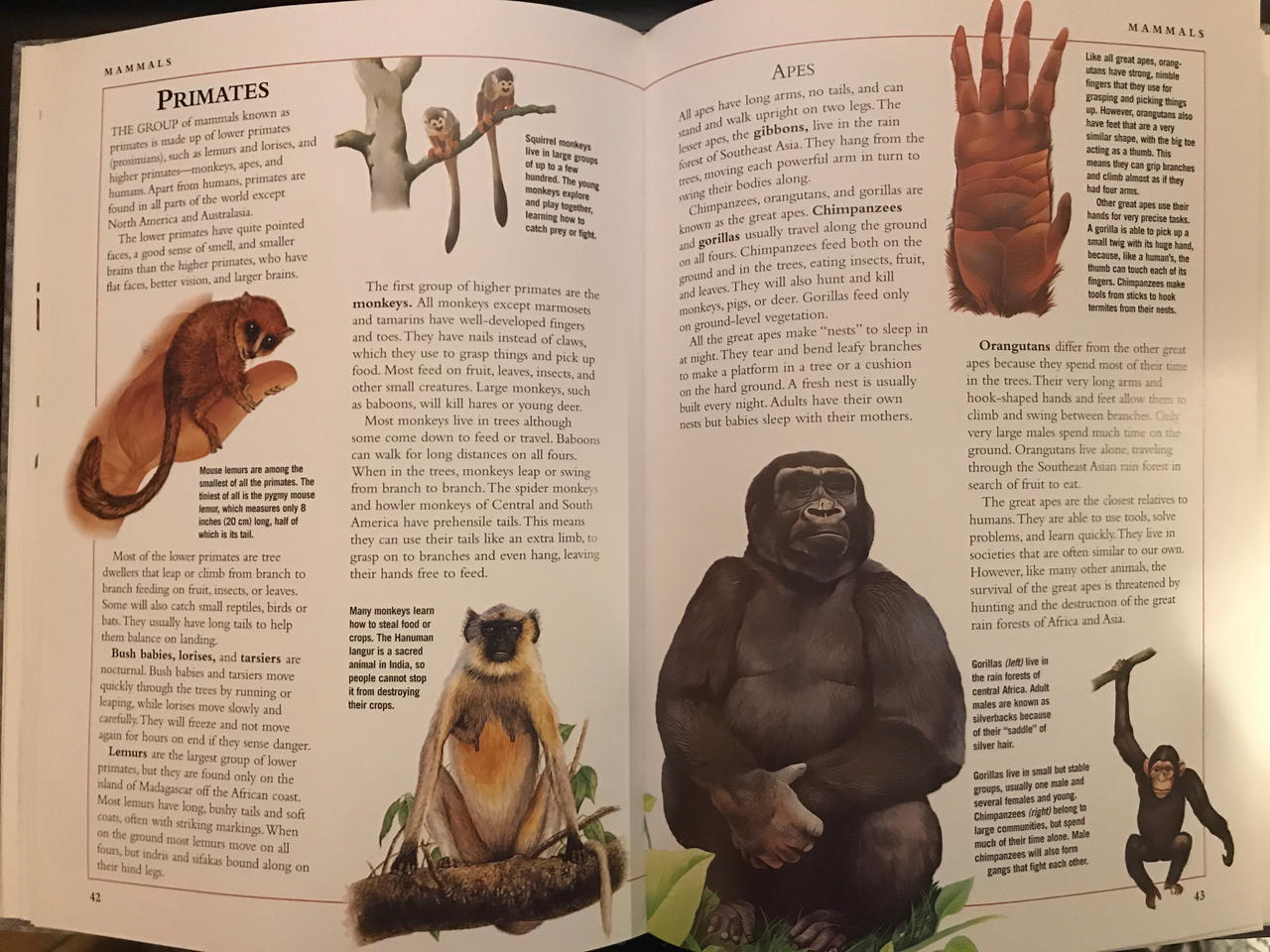 Primates Deviantart Base Primates by RowserlotStudios1993 on DeviantArt