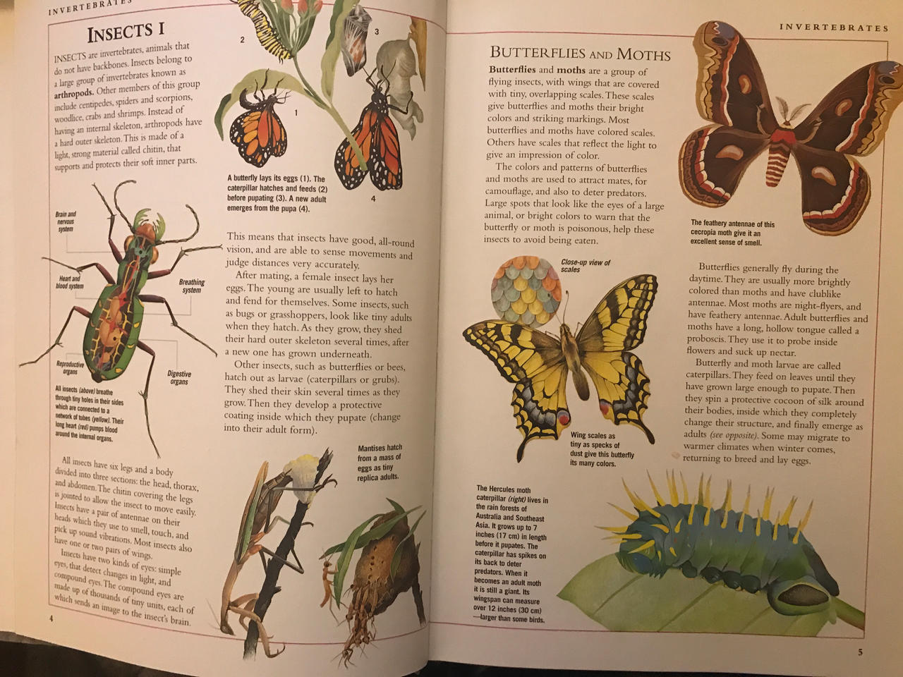 All Insects List Deviantart Insects 1 by RowserlotStudios1993 on DeviantArt