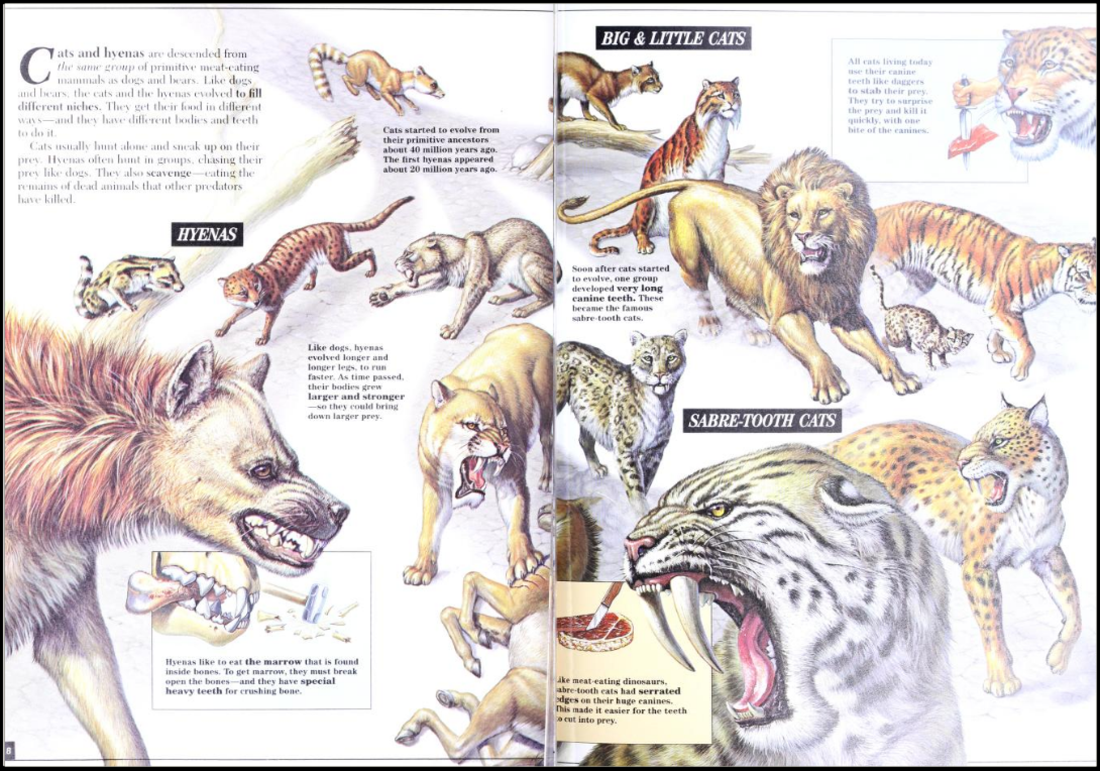 Zoobooks top little cats