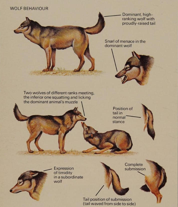 Flocking Behavior Wolves Internation Wolf Day 2025 - Wolf Behavior by RowserlotStudios1993 on ...
