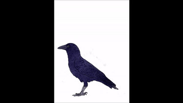 Crow