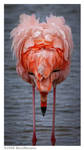 Flamingo Symmetry by MetalManatee