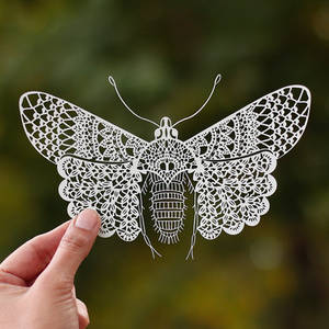 Papercut Template Papercutting Art Paper Butterfly