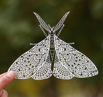Moth Papercut Template Papercutting Art Paper
