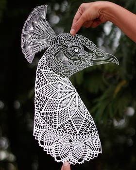 Peacock Papercut Template Papercutting Bird Art