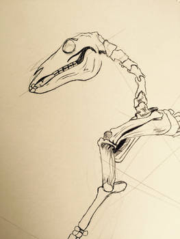 More skeletal sketches 