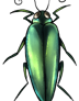 Jewel beetle