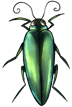 Jewel beetle