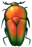 Flower beetle by momma-kuku