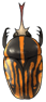 Mecynorhina beetle