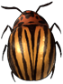 Potato beetle by momma-kuku