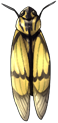 Gaena Sulphurea Cicada by momma-kuku