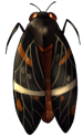 Tosena Sibylla Cicada