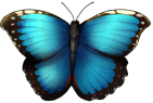 Blue morpho by momma-kuku