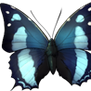 Baeotus