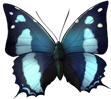 Baeotus by momma-kuku