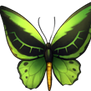 Cairns birdwing