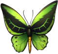 Cairns birdwing by momma-kuku