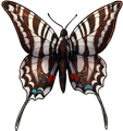 Zebra swallowtail by momma-kuku