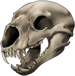 Skull - Ursus by momma-kuku